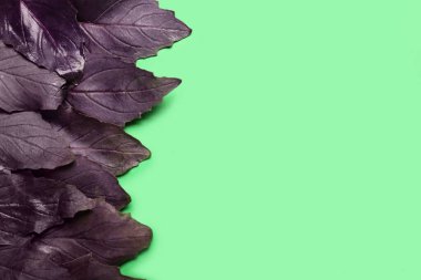 Renkli arkaplanda taze fesleğen yaprakları, yakın plan