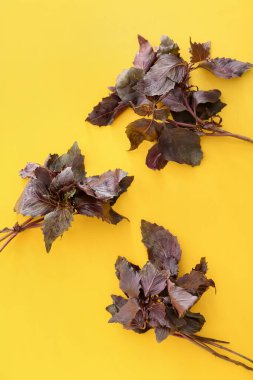 Renkli arkaplanda taze fesleğen