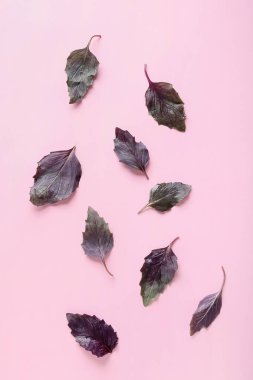 Renkli arkaplanda taze fesleğen yaprakları