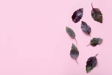 Renkli arkaplanda taze fesleğen yaprakları