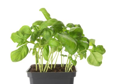 Beyaz arkaplanda taze fesleğen, yakın plan