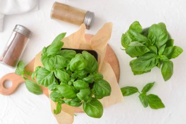 Hafif arka planda taze fesleğen içeren kompozisyon