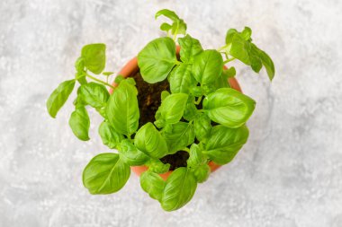 Hafif arkaplanda taze fesleğen