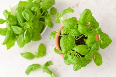 Hafif arka planda taze fesleğenli tencere ve kase