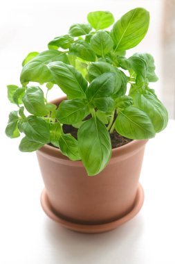 Hafif arkaplanda taze fesleğen