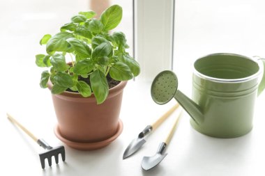 Tencerede taze fesleğen ve pencere kenarında bahçe aletleri