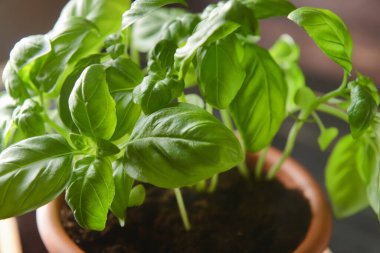 Tencerede taze fesleğen, yakın plan