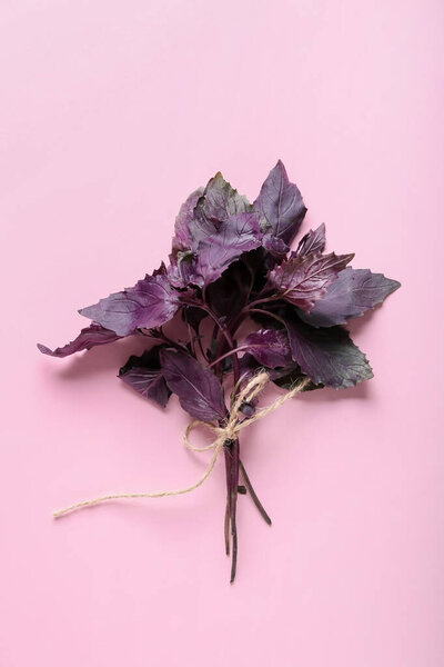Bunch of fresh basil on color background