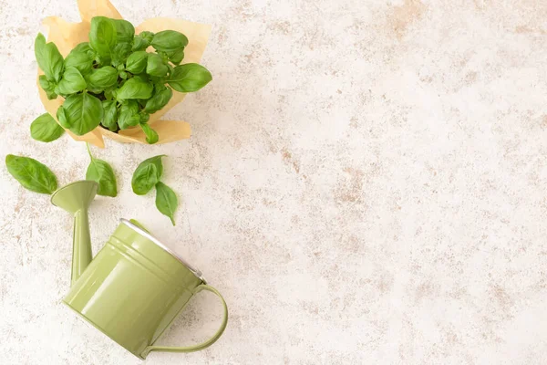 Fresh Basil Pot Watering Can Light Background — Stock Photo, Image