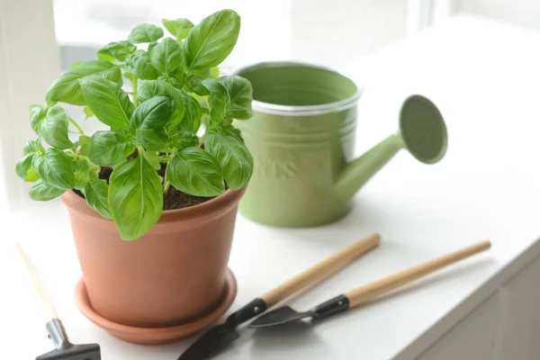 Fresh Basil Pot Gardening Tools Windowsill — Stock Photo, Image