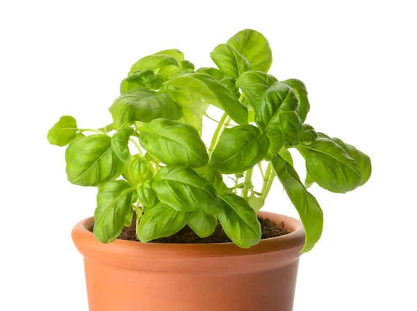 Albahaca Fresca Maceta Sobre Fondo Blanco Primer Plano — Foto de Stock