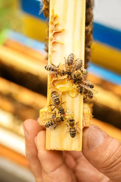 Pszczelarz Ramą Miodową Zbliżenie — Zdjęcie stockowe