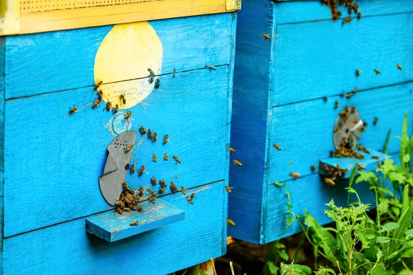 Ule Pszczół Pasiece Zbliżenie — Zdjęcie stockowe