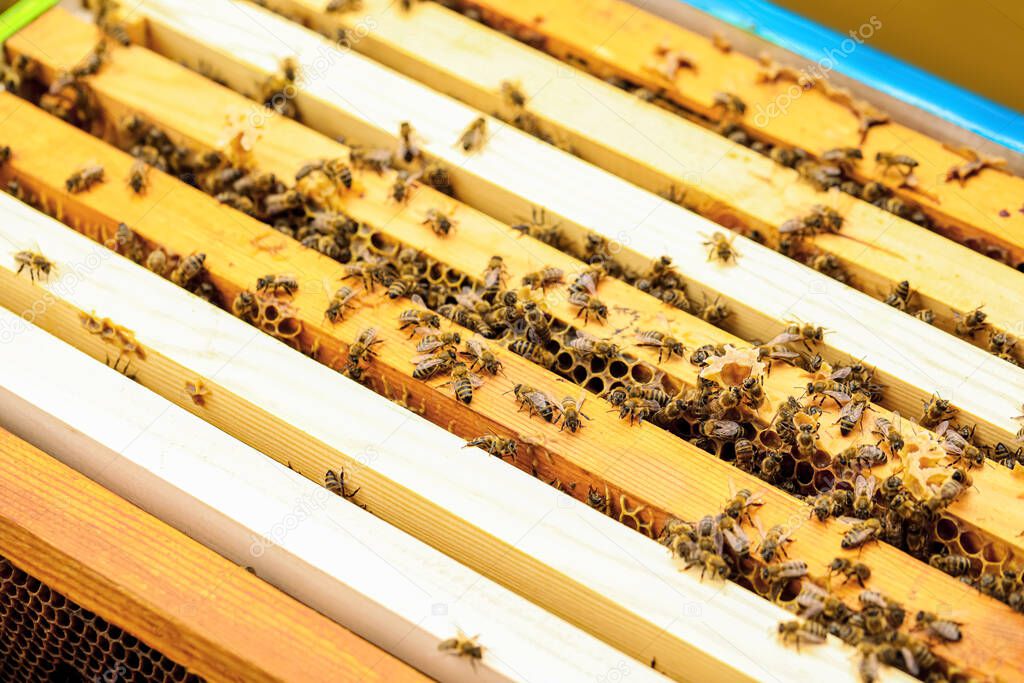 Honey super with frames at apiary, closeup