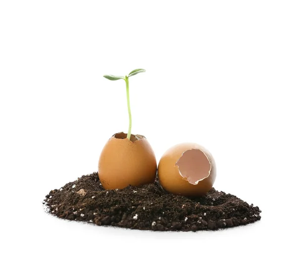 Green Seedling Eggshells Heap Soil White Background — Stock Photo, Image