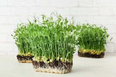 Işık arkaplanında taze mikro yeşil