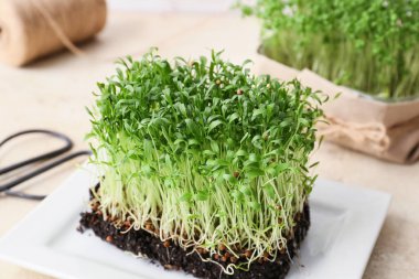 Tabakta taze mikro yeşil lahanalar var.