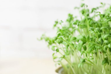 Taze mikro yeşil filizler, yakın plan.