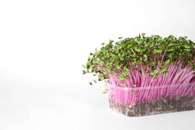 Beyaz zemin üzerinde taze mikro yeşil plastik kap