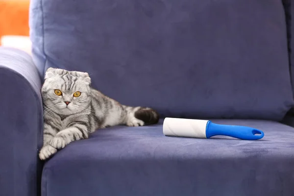 Cute Cat Lint Roller Sofa — Stock Photo, Image