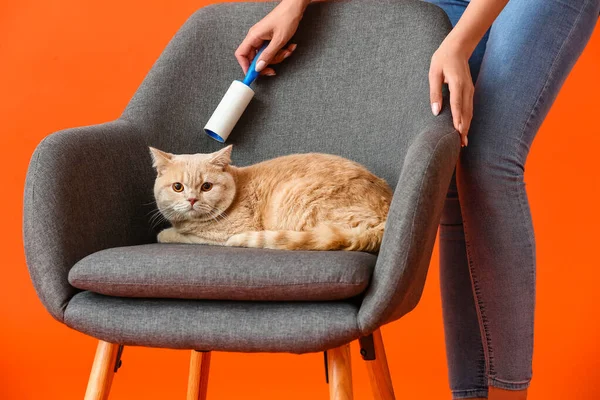 Young Woman Cute Cat Cleaning Armchair Lint Roller Color Background — Stock Photo, Image
