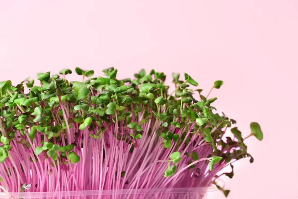 Fresh micro green on color background, closeup