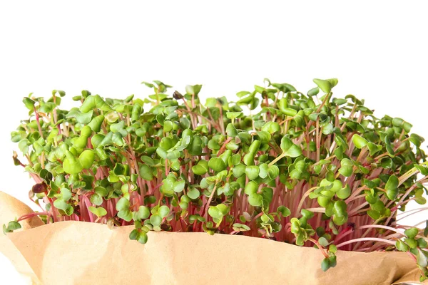 Fresh Micro Green White Background Closeup — Stock Photo, Image