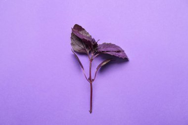 Renkli arkaplanda taze fesleğen