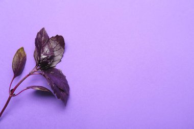 Renkli arkaplanda taze fesleğen