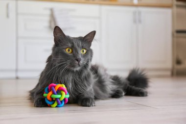 Evde oyuncağı olan sevimli gri kedi.