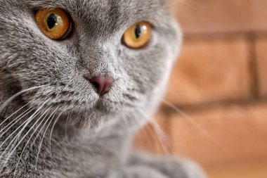 Tuğla arka planda şirin gri kedi, yakın plan.