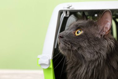 Renk duvarının yanında şirin bir kedi var.