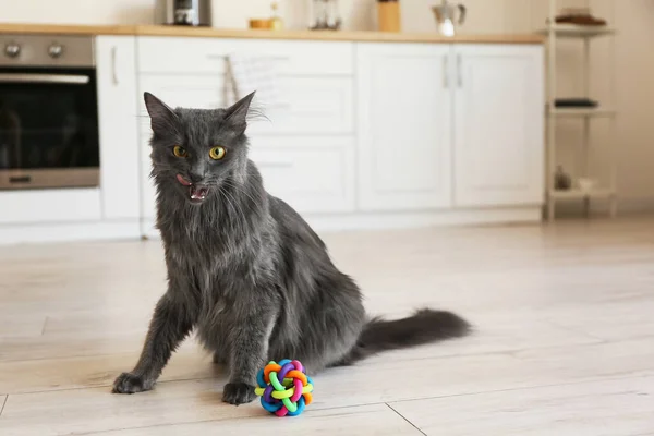 Evde Oyuncağı Olan Sevimli Gri Kedi — Stok fotoğraf