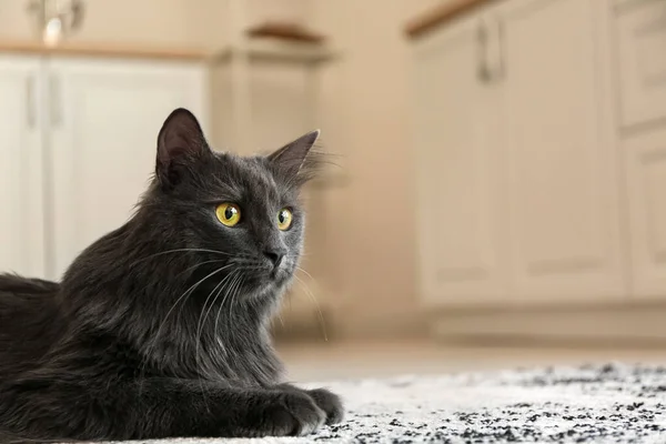 Cute Grey Cat Home — Stock Photo, Image