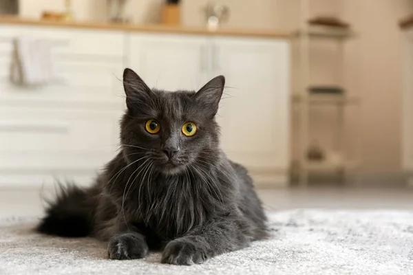 Cute Grey Cat Home — Stock Photo, Image