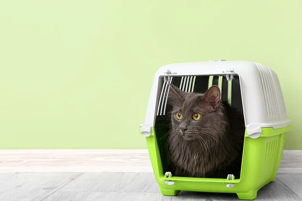 Cute Cat Carrier Color Wall — Stock Photo, Image