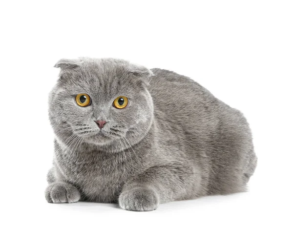 白色背景上的可爱灰色猫咪 — 图库照片
