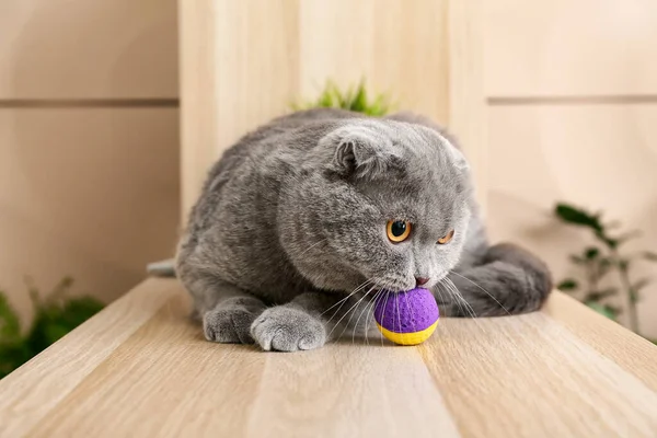 Cute Grey Cat Toy Home — Stock Photo, Image