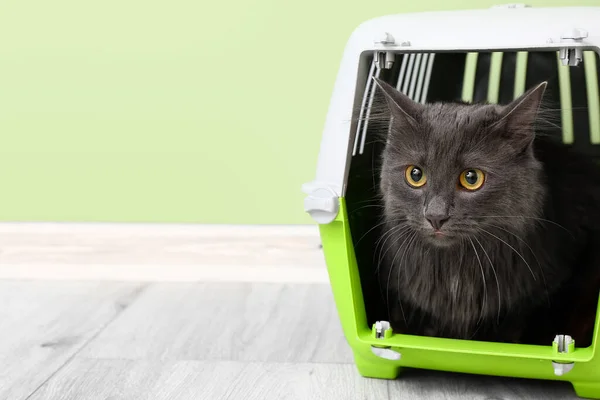 Cute Cat Carrier Color Wall — Stock Photo, Image