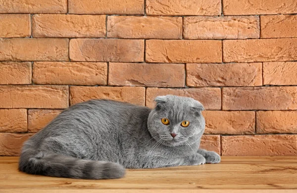 Nette Graue Katze Auf Backstein Hintergrund — Stockfoto