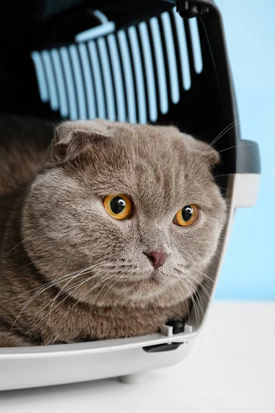 Cute cat in carrier on color background