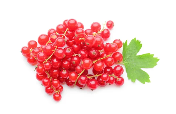 Ribes Rosso Fresco Foglia Sfondo Bianco — Foto Stock