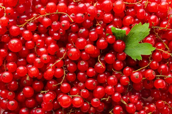 Fresh Red Currants Background — Stock Photo, Image