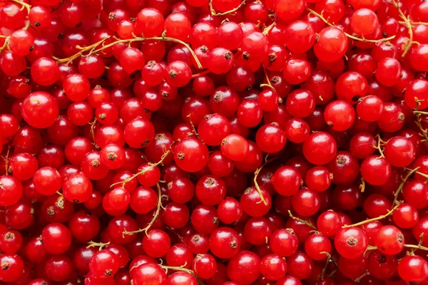 Fresh Red Currants Background — Stock Photo, Image