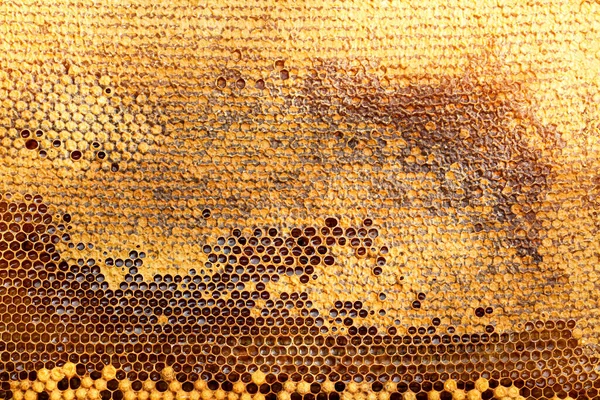 Méhsejt Szerkezet Közelkép — Stock Fotó