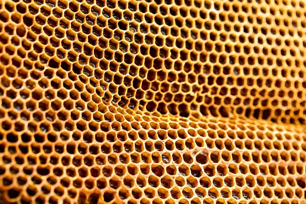 Textur Der Honigwaben Nahaufnahme — Stockfoto
