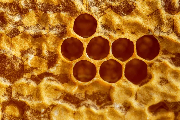 Texture Honey Combs Closeup — Stock Photo, Image