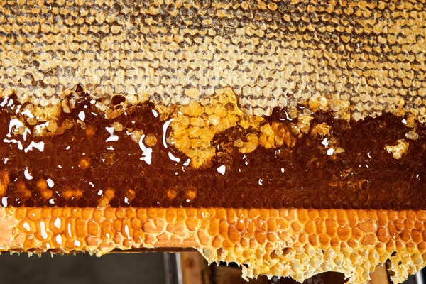 蜂窝里有蜂蜜梳子的框架 — 图库照片