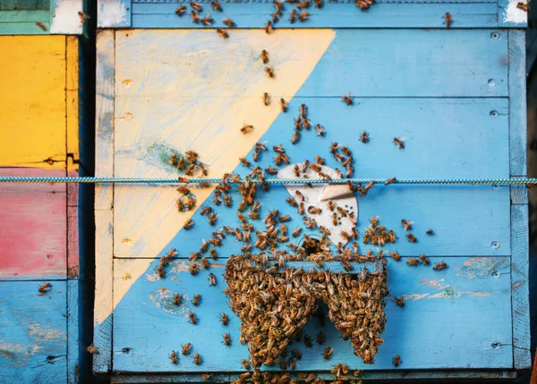 Pokrzywka Pszczołami Pasiece — Zdjęcie stockowe