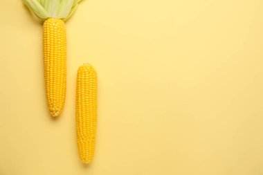 Renkli arkaplanda taze mısır koçanları